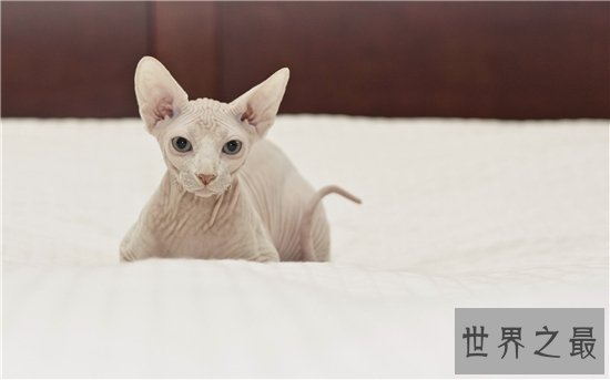 加拿大无毛猫近年来很得宠，但需要精心饲养才能存活