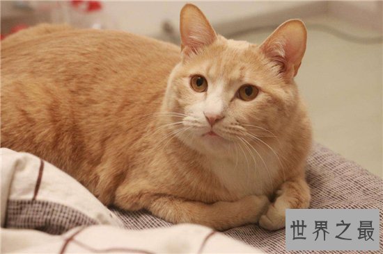 家猫的寿命在15年左右，很少的猫能活过20年