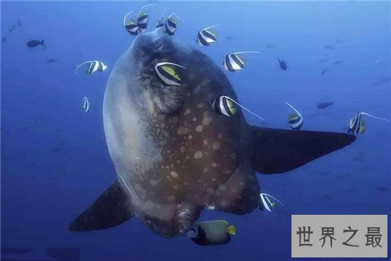 翻车鱼拥有霸王级体型，五官却小的很不协调