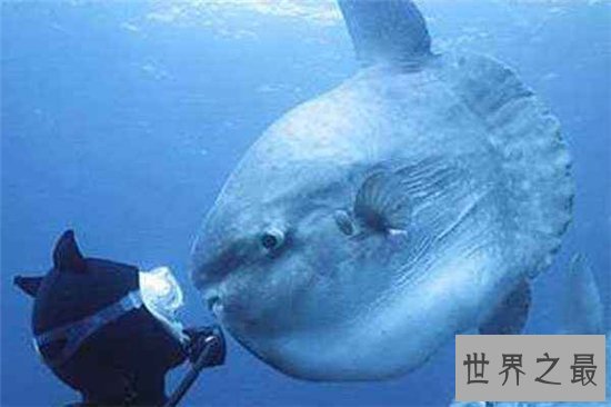 翻车鱼拥有霸王级体型，五官却小的很不协调