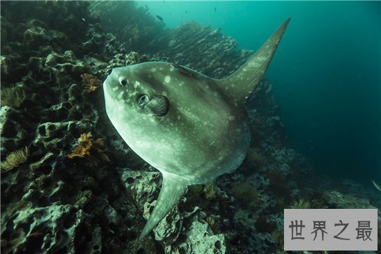 翻车鱼拥有霸王级体型，五官却小的很不协调