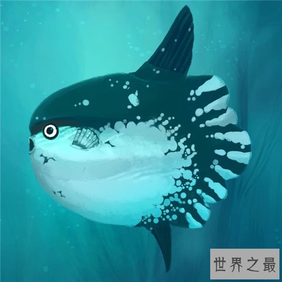 翻车鱼拥有霸王级体型，五官却小的很不协调