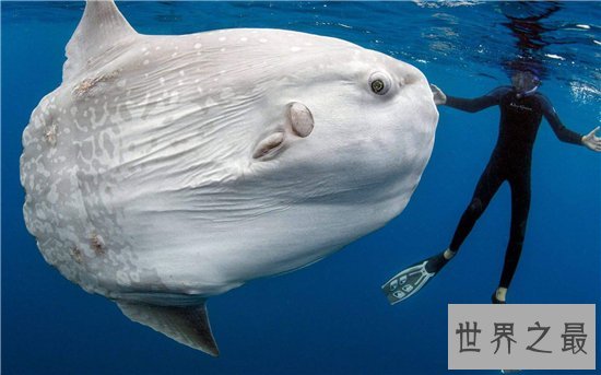 翻车鱼拥有霸王级体型，五官却小的很不协调