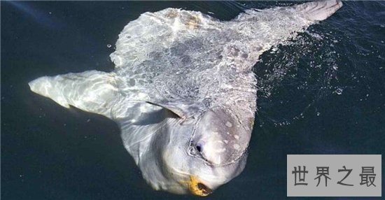 翻车鱼拥有霸王级体型，五官却小的很不协调