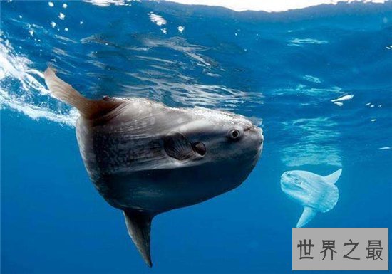 翻车鱼拥有霸王级体型，五官却小的很不协调