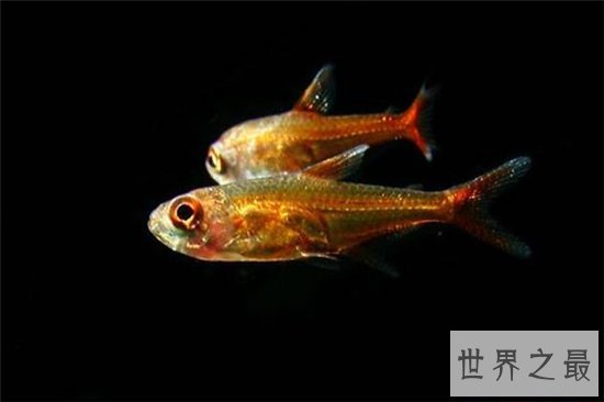 喷火鱼真的能喷火吗？其实它喷出的是蓝光
