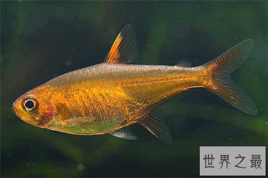 喷火鱼真的能喷火吗？其实它喷出的是蓝光