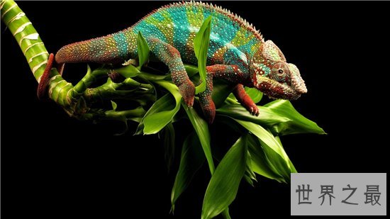 爬行动物有哪些？蚯蚓没有骨头可做药材