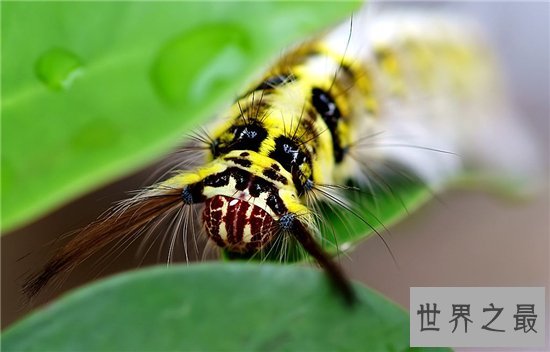 爬行动物有哪些？蚯蚓没有骨头可做药材