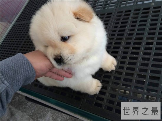 世界名犬排行榜大盘点，微笑天使萨摩耶竟屈居第十位