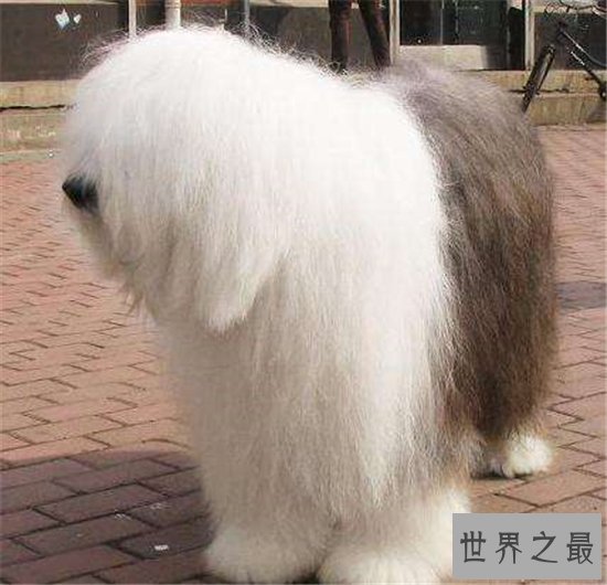 世界名犬排行榜大盘点，微笑天使萨摩耶竟屈居第十位