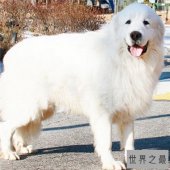 世界名犬排行榜大盘点，微笑天使萨摩耶竟屈居第十位