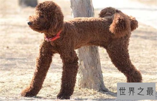 世界名犬排行榜大盘点，微笑天使萨摩耶竟屈居第十位