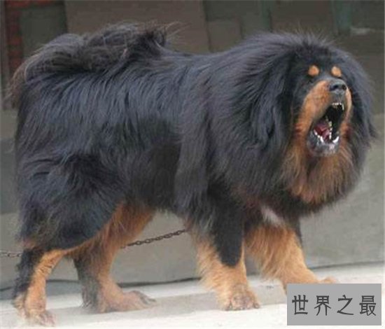 世界名犬排行榜大盘点，微笑天使萨摩耶竟屈居第十位