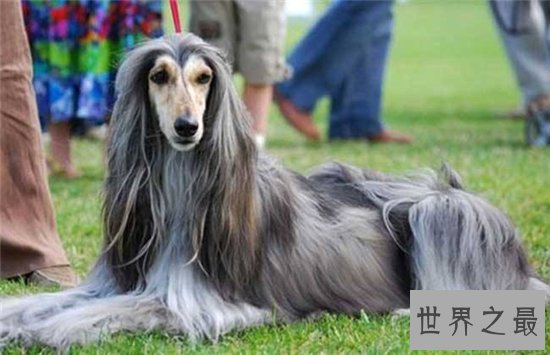 世界名犬排行榜大盘点，微笑天使萨摩耶竟屈居第十位