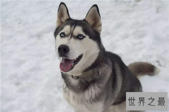 世界名犬排行榜大盘点，微笑天使萨摩耶竟屈居第十位