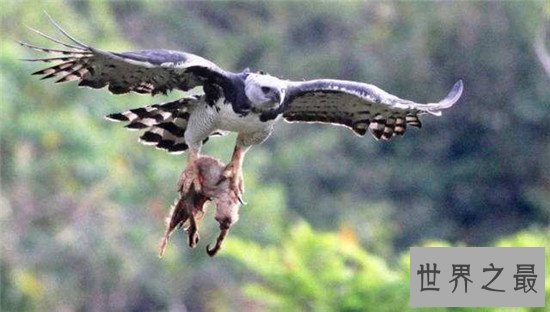 世界上最大的飞禽，安第斯秃鹫了解一下
