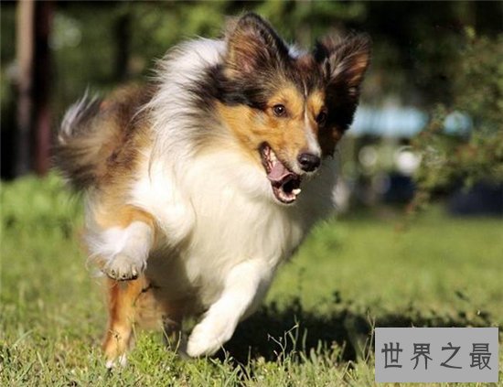 世界上最聪明的狗排行榜前十名，最聪明的狗竟然是它