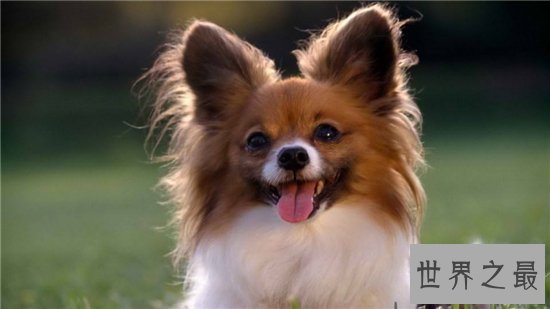 世界上最聪明的狗排行榜前十名，最聪明的狗竟然是它