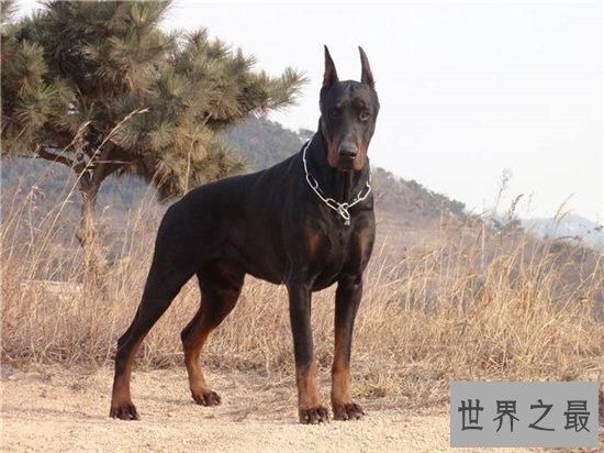 世界上最聪明的狗排行榜前十名，最聪明的狗竟然是它