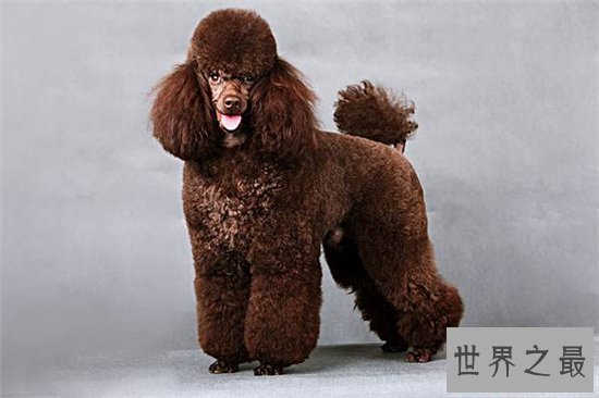 世界上最聪明的狗排行榜前十名，最聪明的狗竟然是它