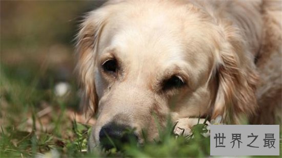 世界上最聪明的狗排行榜前十名，最聪明的狗竟然是它