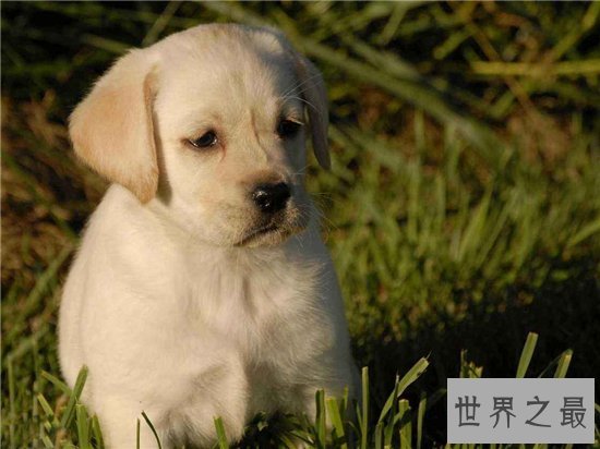 世界上最聪明的狗排行榜前十名，最聪明的狗竟然是它