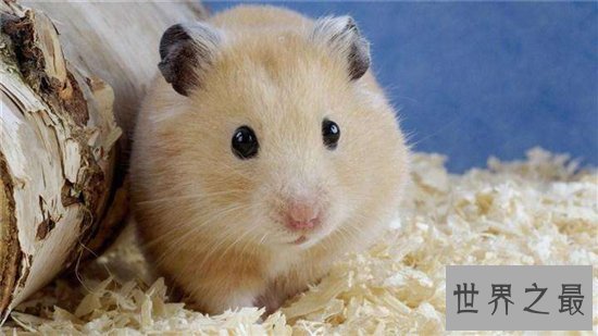 世界上十种最可怕的宠物，人类最忠诚的朋友有可能要你命！