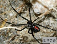 世界上十种最可怕的宠物，人类最忠诚的朋友有可能要你命！