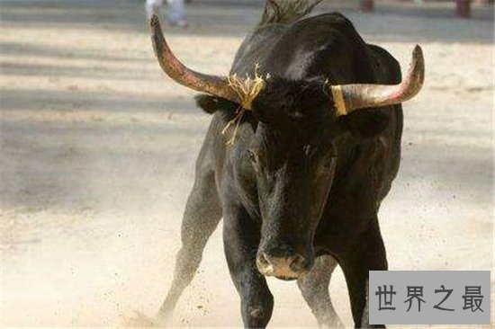 世界上十种最可怕的宠物，人类最忠诚的朋友有可能要你命！