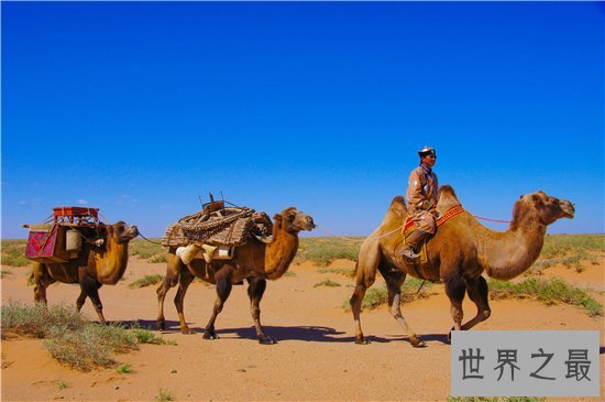 世界上十种最可怕的宠物，人类最忠诚的朋友有可能要你命！