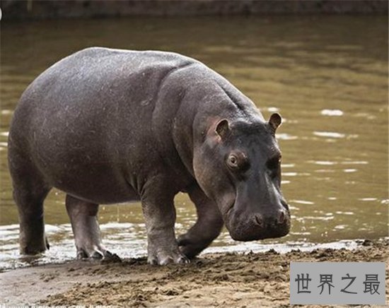 世界上十种最可怕的宠物，人类最忠诚的朋友有可能要你命！