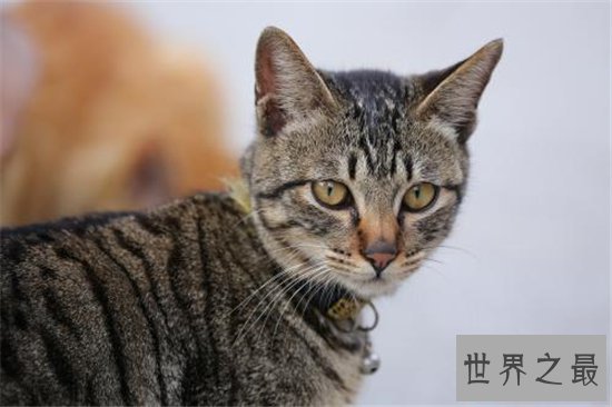 世界上十种最可怕的宠物，人类最忠诚的朋友有可能要你命！