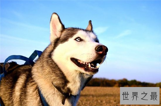 世界上十种最可怕的宠物，人类最忠诚的朋友有可能要你命！