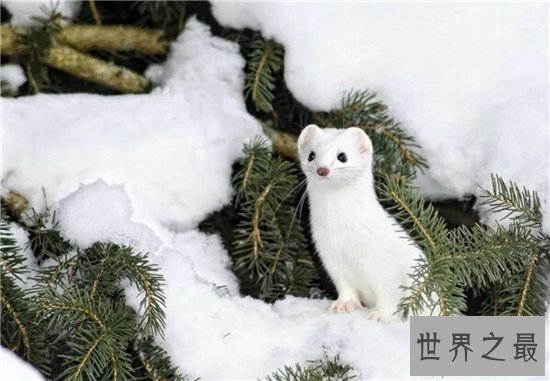 世界上十种最可怕的宠物，人类最忠诚的朋友有可能要你命！