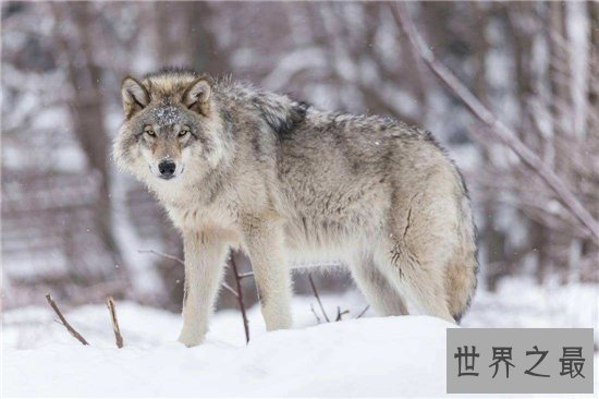 世界上十种最可怕的宠物，人类最忠诚的朋友有可能要你命！