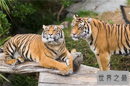 近年灭绝的十大珍稀动物，人类的跋扈最终让他们走向了灭亡