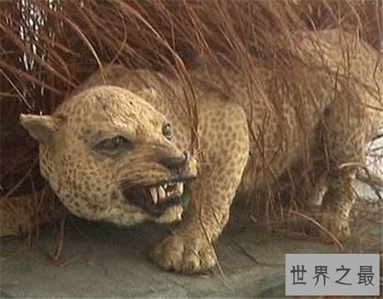 近年灭绝的十大珍稀动物，人类的跋扈最终让他们走向了灭亡