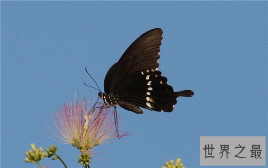 近年灭绝的十大珍稀动物，人类的跋扈最终让他们走向了灭亡