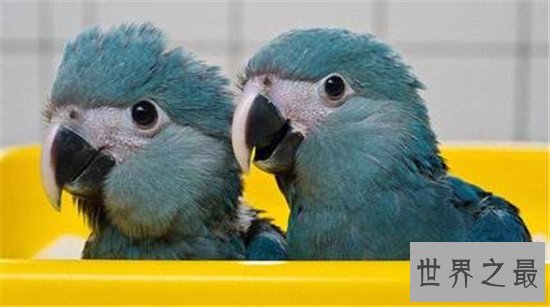 近年灭绝的十大珍稀动物，人类的跋扈最终让他们走向了灭亡