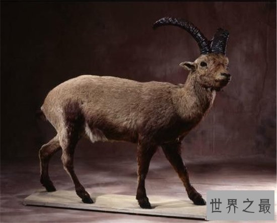 近年灭绝的十大珍稀动物，人类的跋扈最终让他们走向了灭亡