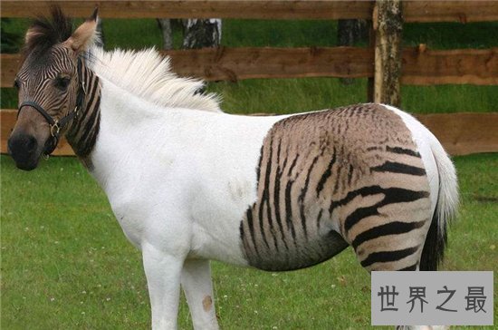 近年灭绝的十大珍稀动物，人类的跋扈最终让他们走向了灭亡