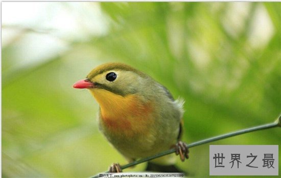 近年灭绝的十大珍稀动物，人类的跋扈最终让他们走向了灭亡