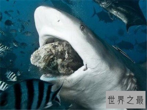 世界上最危险的鱼，水母的竟然最危险！