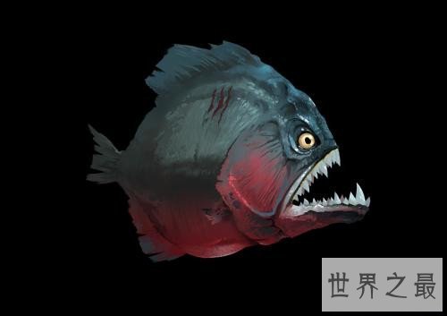 世界上最危险的鱼，水母的竟然最危险！