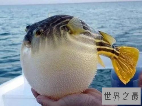 世界上最危险的鱼，水母的竟然最危险！