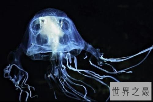 世界上最危险的鱼，水母的竟然最危险！
