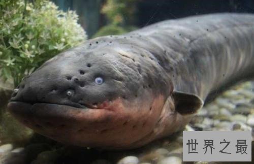 世界上最危险的鱼，水母的竟然最危险！