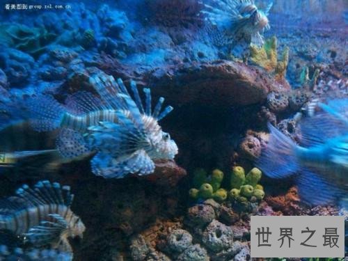 世界上最危险的鱼，水母的竟然最危险！