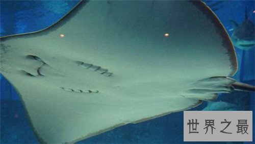 世界上最危险的鱼，水母的竟然最危险！